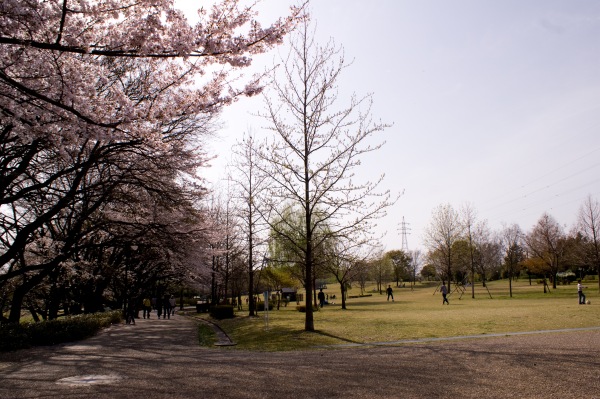 大野極楽寺公園のサクラと広場