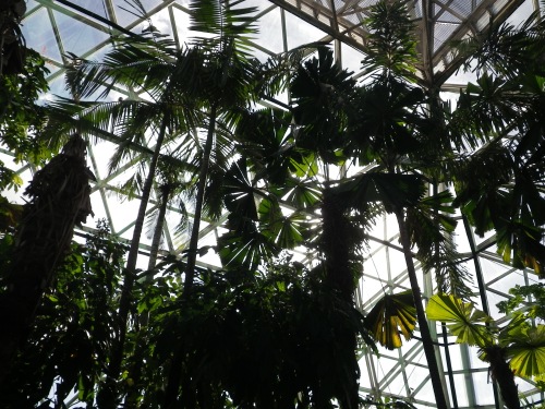 ケアンズ・ワイルドライフ・ドームの熱帯降雨林