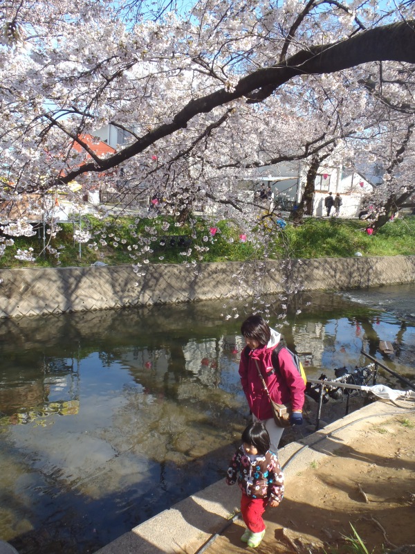 岩倉市五条川の桜祭り