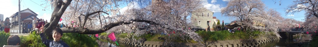 五条川の桜祭り
