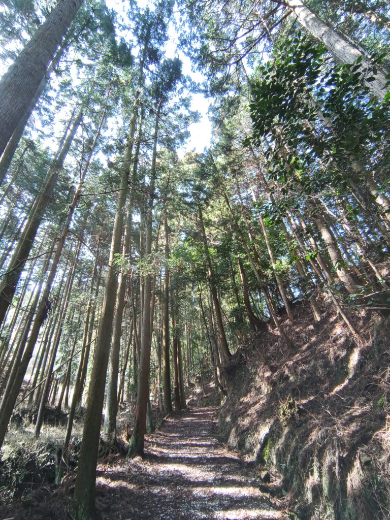 松尾山への登山道